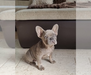 French Bulldog Puppy for sale in MIAMI, FL, USA