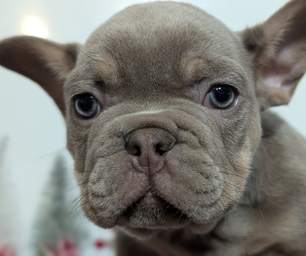 Medium Photo #11 French Bulldog Puppy For Sale in GOSHEN, IN, USA