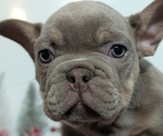 Small #10 French Bulldog