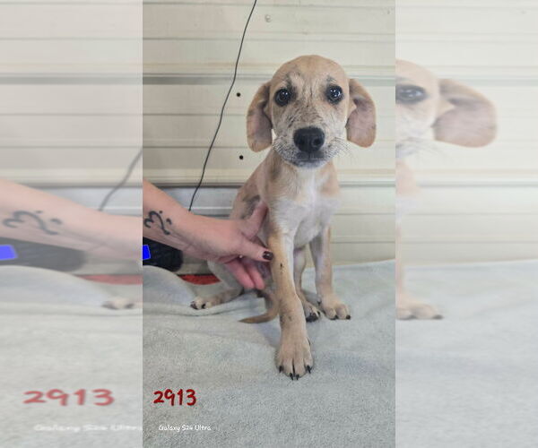 Medium Photo #1 Catahoula Leopard Dog-Labrador Retriever Mix Puppy For Sale in Foristell, MO, USA