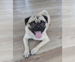 Small #1 Pug