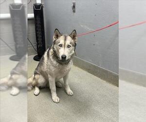 Siberian Husky-Unknown Mix Dogs for adoption in Las Vegas, NV, USA