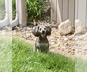 Doxiepoo (Toy) Dogs for adoption in Omaha, NE, USA