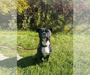 Rocky (Rocco) - Male Buggs Dog for Adoption - Photo #4
