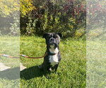 Small Photo #4 Buggs Puppy For Sale in Muskegon, MI, USA