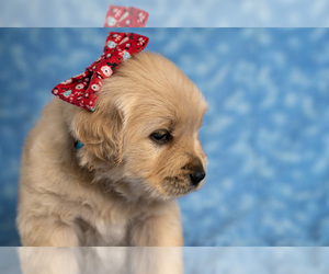 Golden Retriever Puppy for sale in RIVERTON, UT, USA