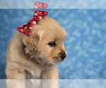 Small Photo #1 Golden Retriever Puppy For Sale in RIVERTON, UT, USA