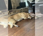 Small #2 Golden Labrador