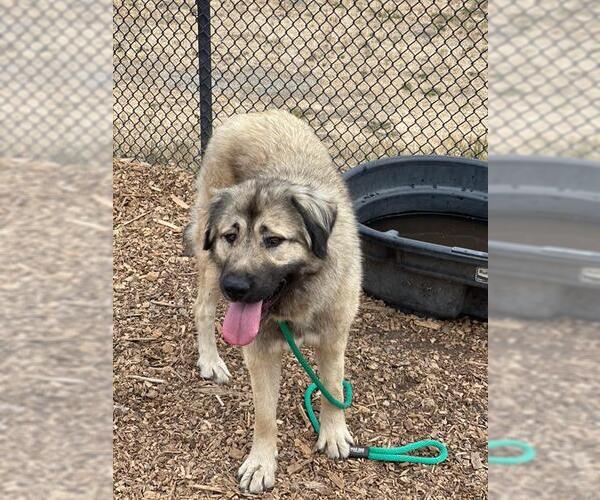 Medium Photo #2 Anatolian Shepherd Puppy For Sale in Santa Cruz, CA, USA
