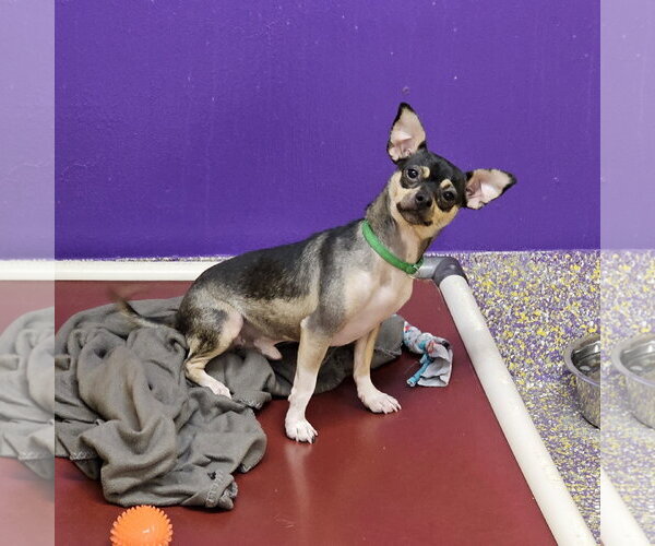 Medium Photo #1 Chihuahua-Unknown Mix Puppy For Sale in Metairie, LA, USA