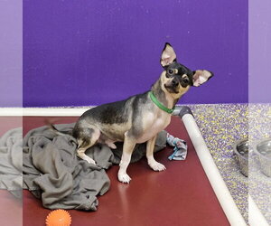 Chihuahua-Unknown Mix Dogs for adoption in Metairie, LA, USA