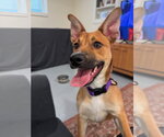 Small #1 Basenji Mix