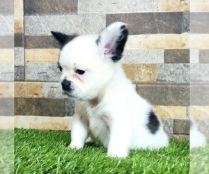 French Bulldog Puppy for sale in ATHERTON, CA, USA