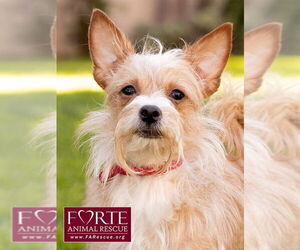 Border Terrier-Chihuahua Mix Dogs for adoption in Marina del Rey, CA, USA