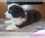 Small Photo #43 Australian Shepherd-Pembroke Welsh Corgi Mix Puppy For Sale in GALLEGOS, NM, USA