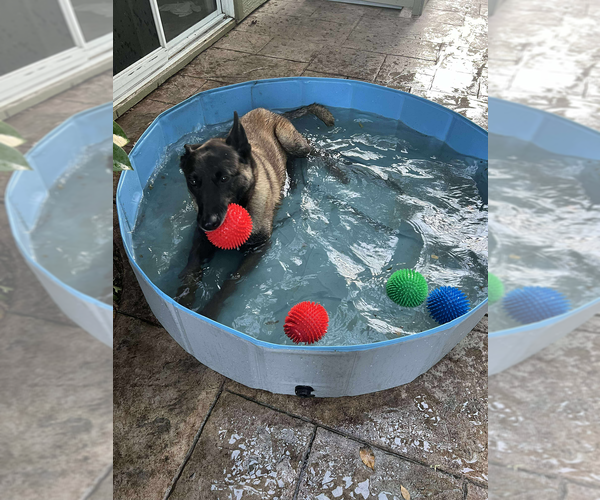 Medium Photo #4 Mutt Puppy For Sale in Imlay City, MI, USA