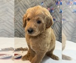 Small #8 Goldendoodle