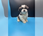 Small Photo #8 Maltipoo-Shih Tzu Mix Puppy For Sale in SAINT AUGUSTINE, FL, USA