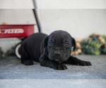 Small #1 Cane Corso
