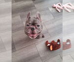 Small #1 French Bulldog