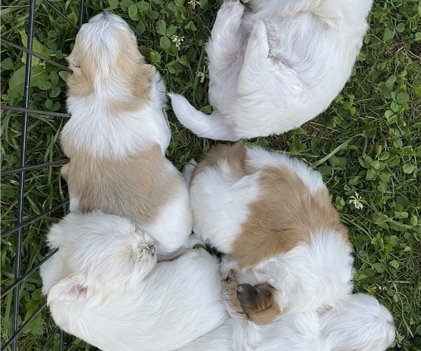 Medium Photo #4 Morkie Puppy For Sale in WELLSBORO, PA, USA