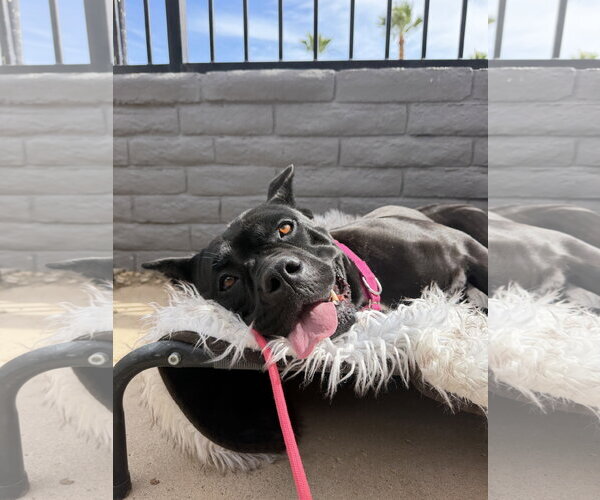 Medium Photo #3 Mutt Puppy For Sale in Goodyear, AZ, USA