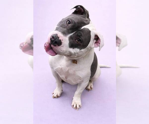 Medium Photo #4 Mutt Puppy For Sale in Rockville, MD, USA
