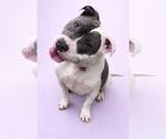 Small #3 Mutt