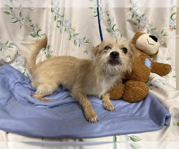 Medium Photo #1 Chihuahua-Unknown Mix Puppy For Sale in Modesto, CA, USA