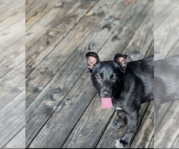 Medium Photo #2 Labrador Retriever-Unknown Mix Puppy For Sale in Dana Point, CA, USA