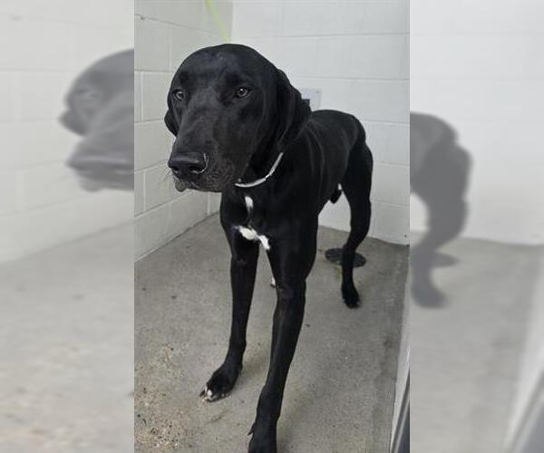 Medium Photo #2 Great Dane-Unknown Mix Puppy For Sale in Houston, TX, USA
