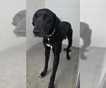 Small #1 Great Dane Mix