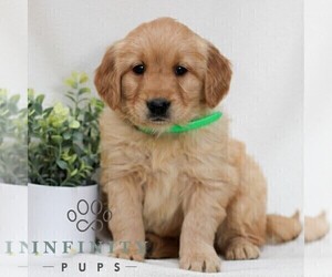 Golden Retriever Puppy for sale in LITITZ, PA, USA