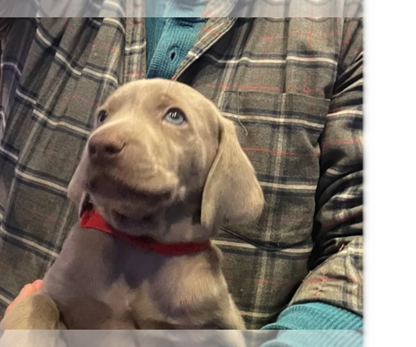 Medium Photo #1 Weimaraner Puppy For Sale in KNOXVILLE, TN, USA