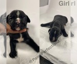Small Photo #7 American Bully Puppy For Sale in MEMPHIS, TN, USA