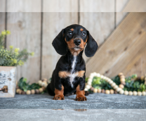 Medium Photo #2 Dachshund Puppy For Sale in GREENWICH, OH, USA