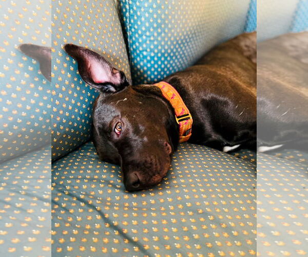 Medium Photo #5 Boxador Puppy For Sale in Holly Springs, NC, USA
