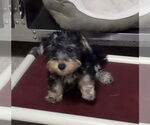Small #2 Mutt