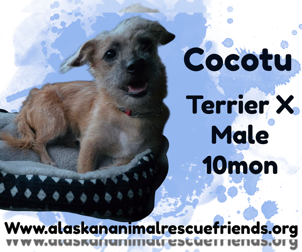 Medium Photo #1 Mutt Puppy For Sale in Anchorage, AK, USA