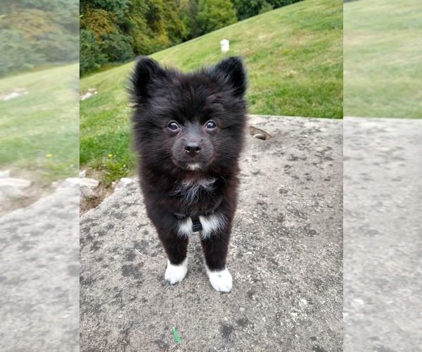 Medium Photo #1 Pom-A-Poo Puppy For Sale in KNIGHTDALE, NC, USA