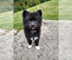 Small Photo #1 Pom-A-Poo Puppy For Sale in KNIGHTDALE, NC, USA