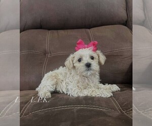 Maltipoo Puppy for sale in WINNSBORO, LA, USA