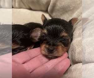 Yorkshire Terrier Puppy for sale in SOUTH WALTHAM, MA, USA