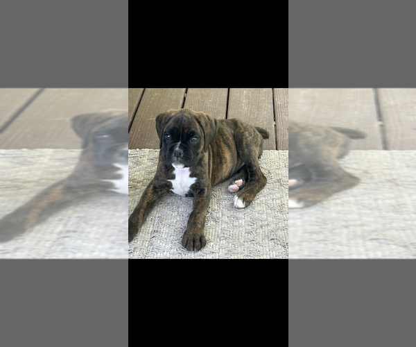 Medium Photo #1 Boxer Puppy For Sale in SHERIDAN, IN, USA