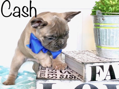 Medium Photo #1 French Bulldog Puppy For Sale in GRAND JUNCTION, CO, USA