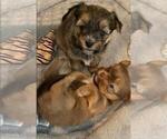 Small Photo #6 Shorkie Tzu Puppy For Sale in EDMOND, OK, USA