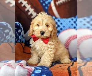 Cocker Spaniel-Poodle (Miniature) Mix Puppy for sale in NEW HOLLAND, PA, USA