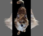 Small #3 Pomeranian Mix