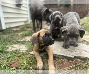 Cane Corso Puppy for sale in DURHAM, NC, USA