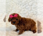 Small #3 Poodle (Toy)